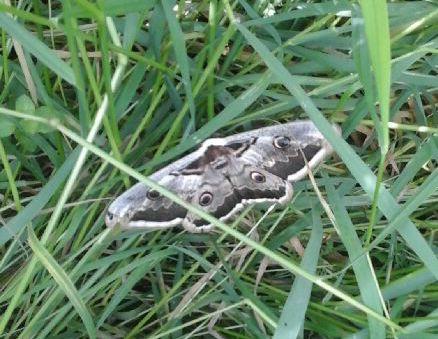 Saturnia pyri